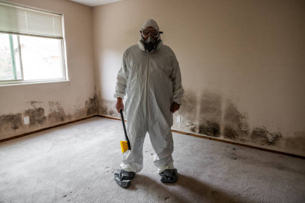 Best Attic Mold Remediation in USA